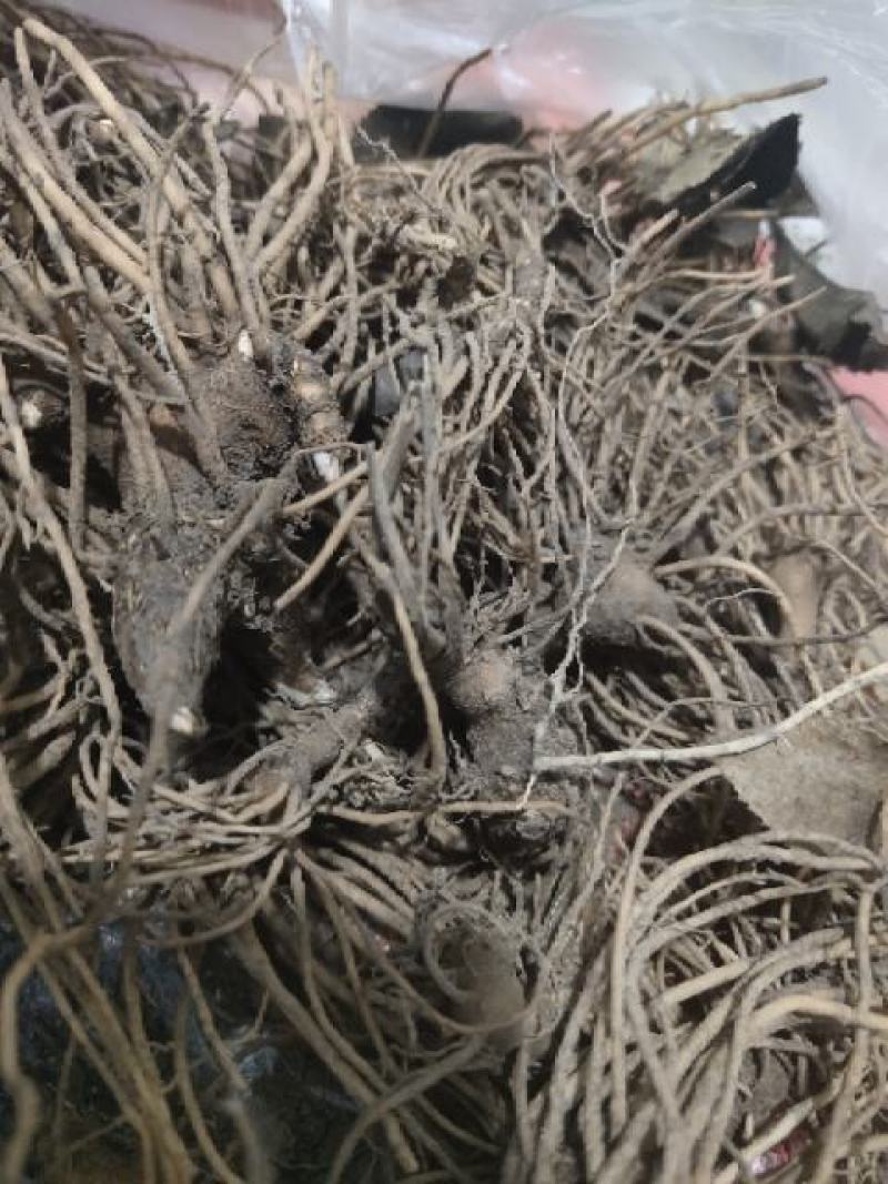 苍术苗朱砂点苍术北苍术免费技术指导基地直销