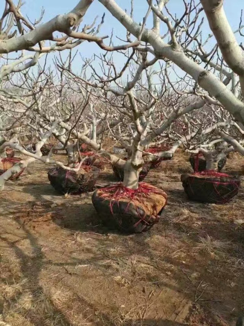 山东基地直销无花果树