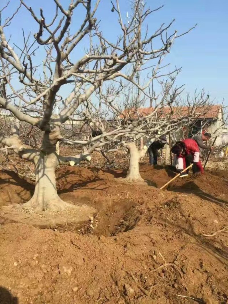 山东基地直销无花果树