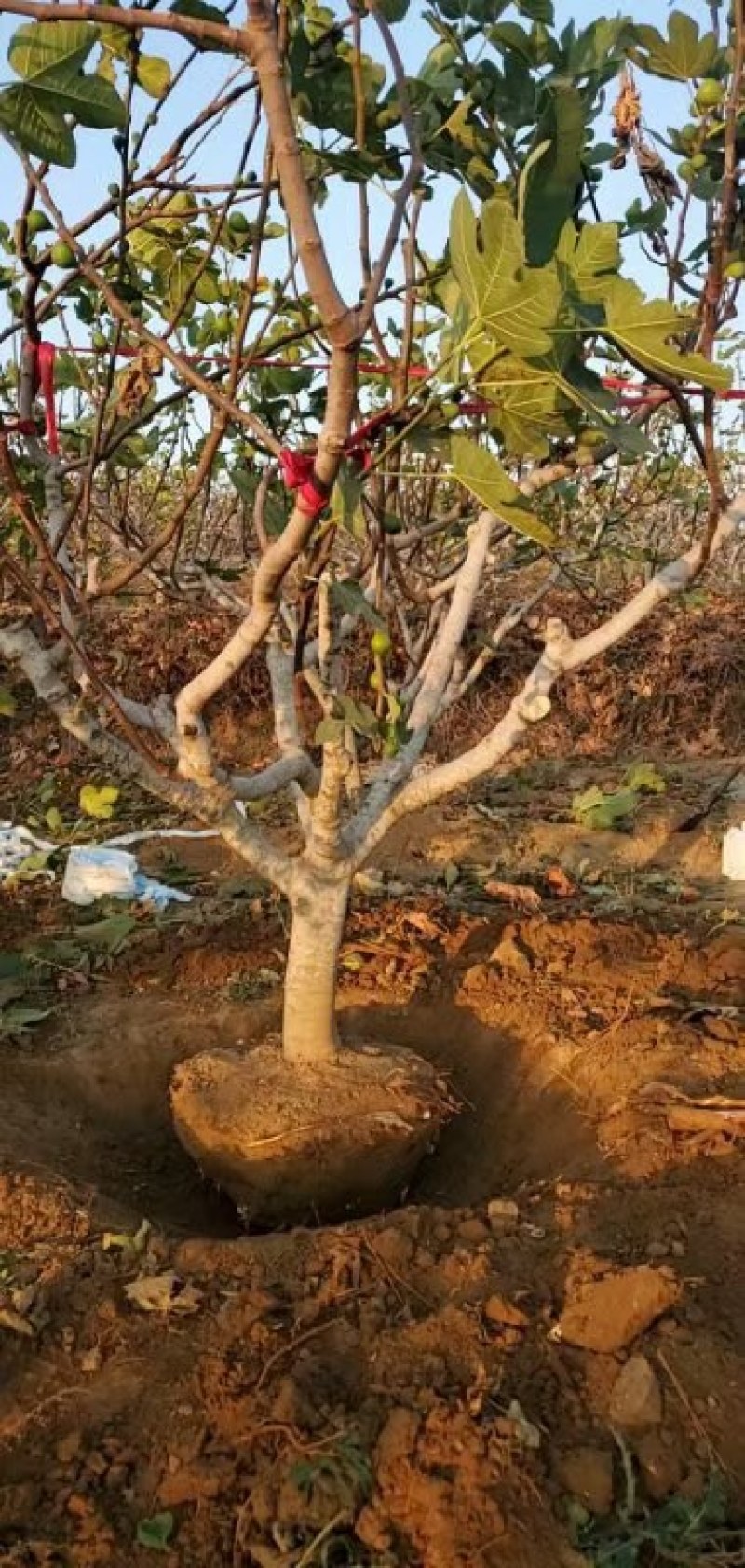 山东基地直销无花果树