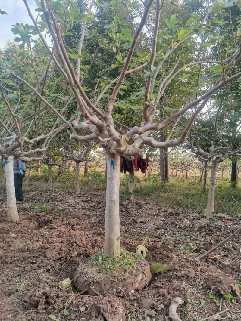 山东基地直销无花果树