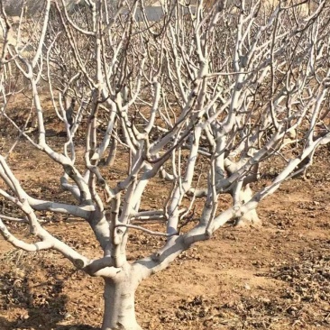 山东基地直销无花果树