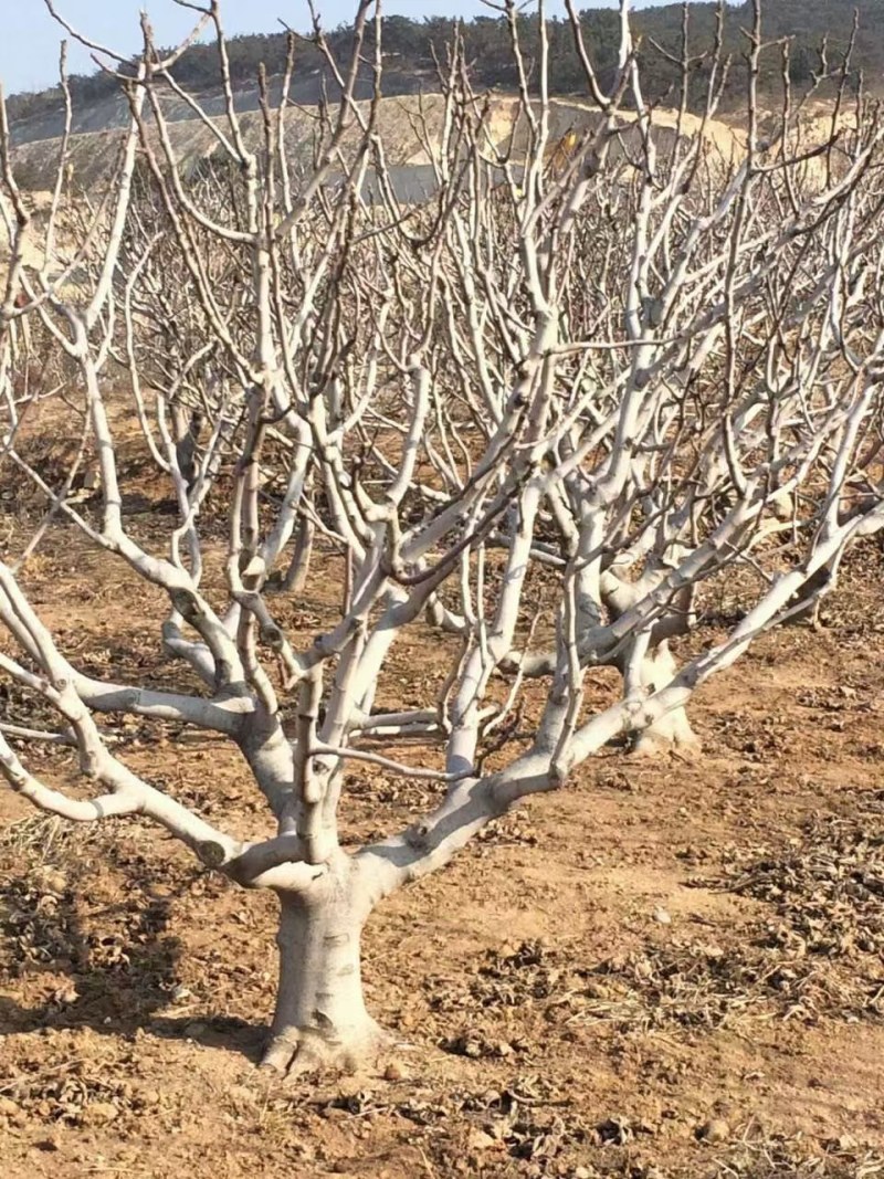 山东基地直销无花果树
