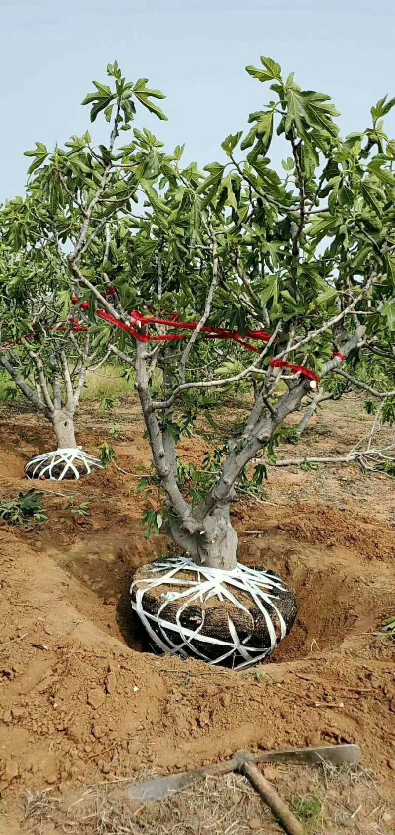 山东基地直销无花果树