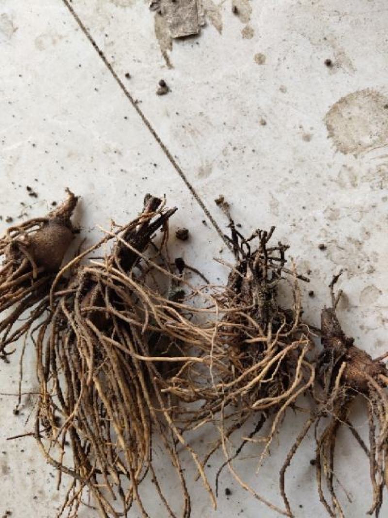 苍术苗朱砂点苍术北苍术免费技术指导基地直销