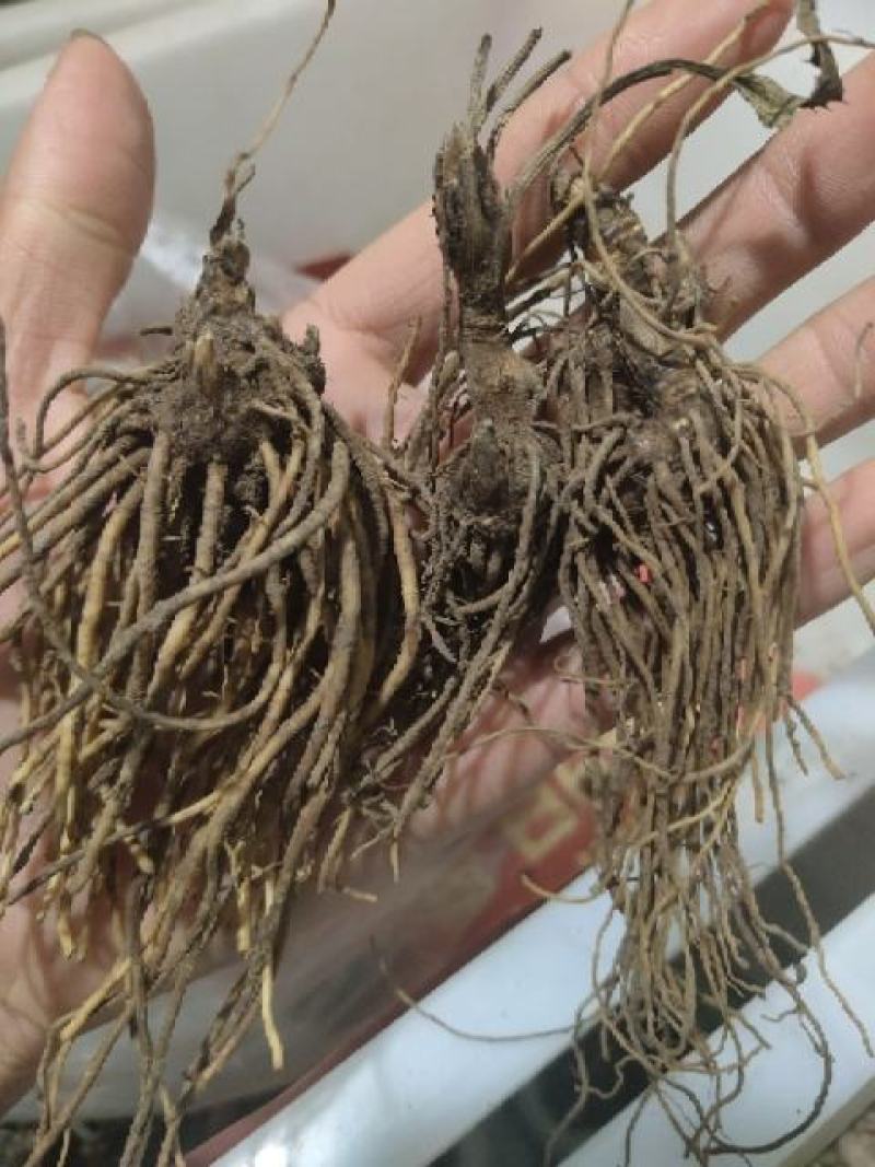 苍术苗朱砂点苍术北苍术免费技术指导基地直销