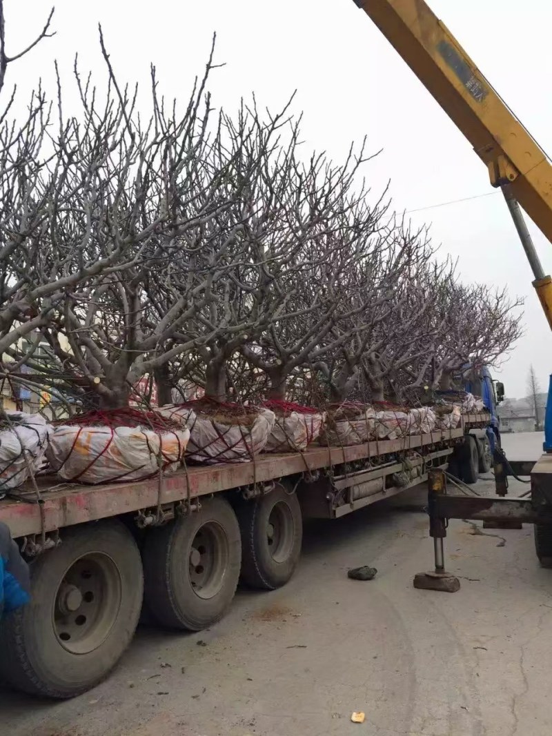 山东基地直销无花果树