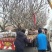 山东基地直销无花果树