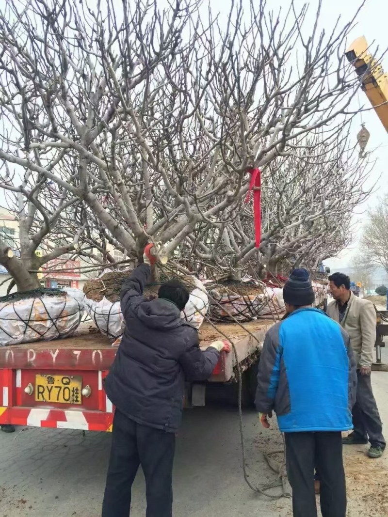 山东基地直销无花果树