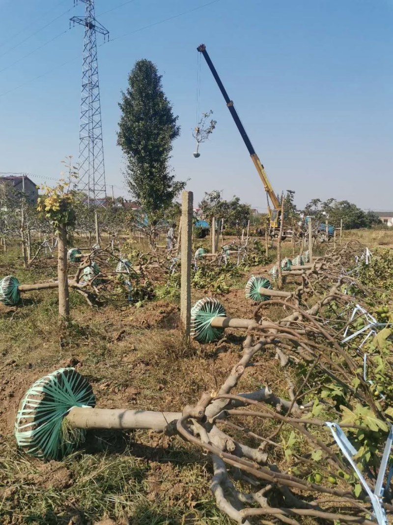 山东基地直销无花果树