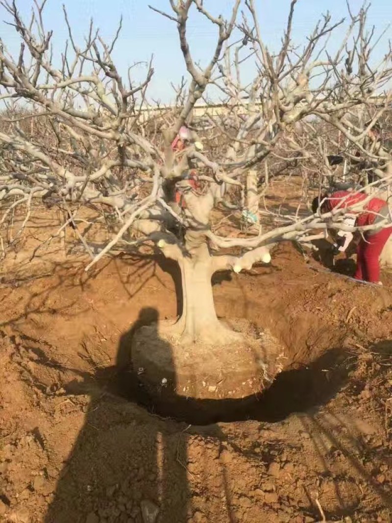 山东基地直销无花果树