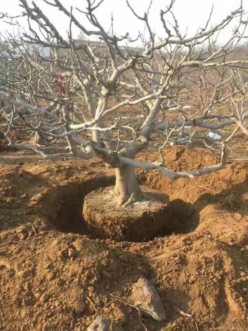 山东基地直销无花果树