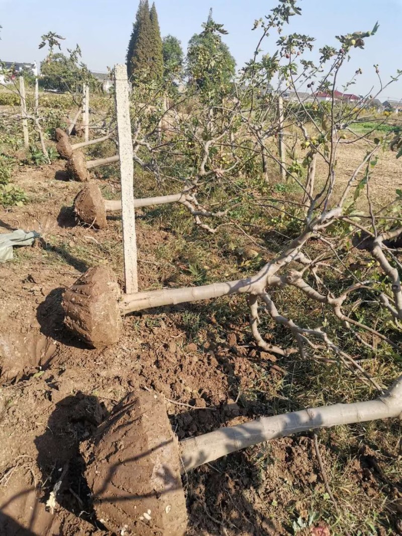 山东基地直销无花果树