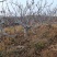 山东基地直销无花果树