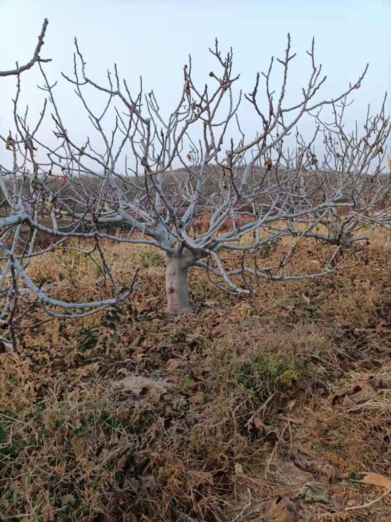 山东基地直销无花果树