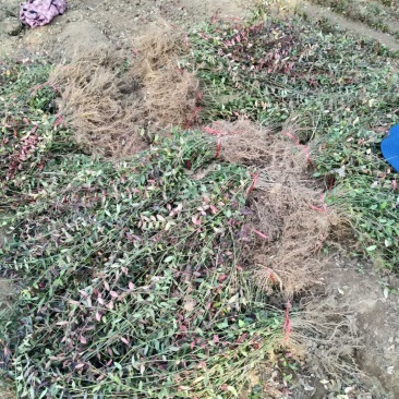 扶芳藤小叶扶芳藤爬行卫矛大叶扶芳