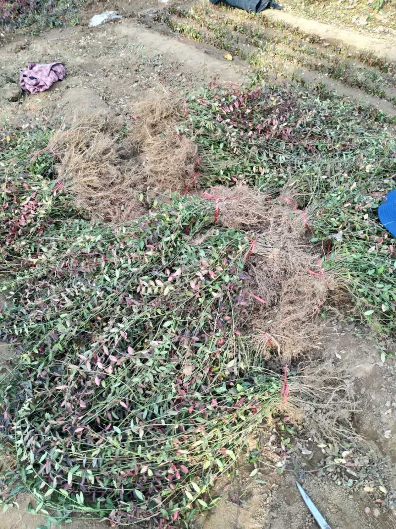 扶芳藤小叶扶芳藤爬行卫矛大叶扶芳