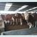 改良黄牛牛犊活牛出售大型肉牛犊养殖小黄牛活苗鲁西黄牛活体