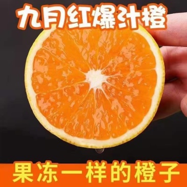 脐橙，九月红橙子，地头收购，一手货源诚信代办，对接电商商