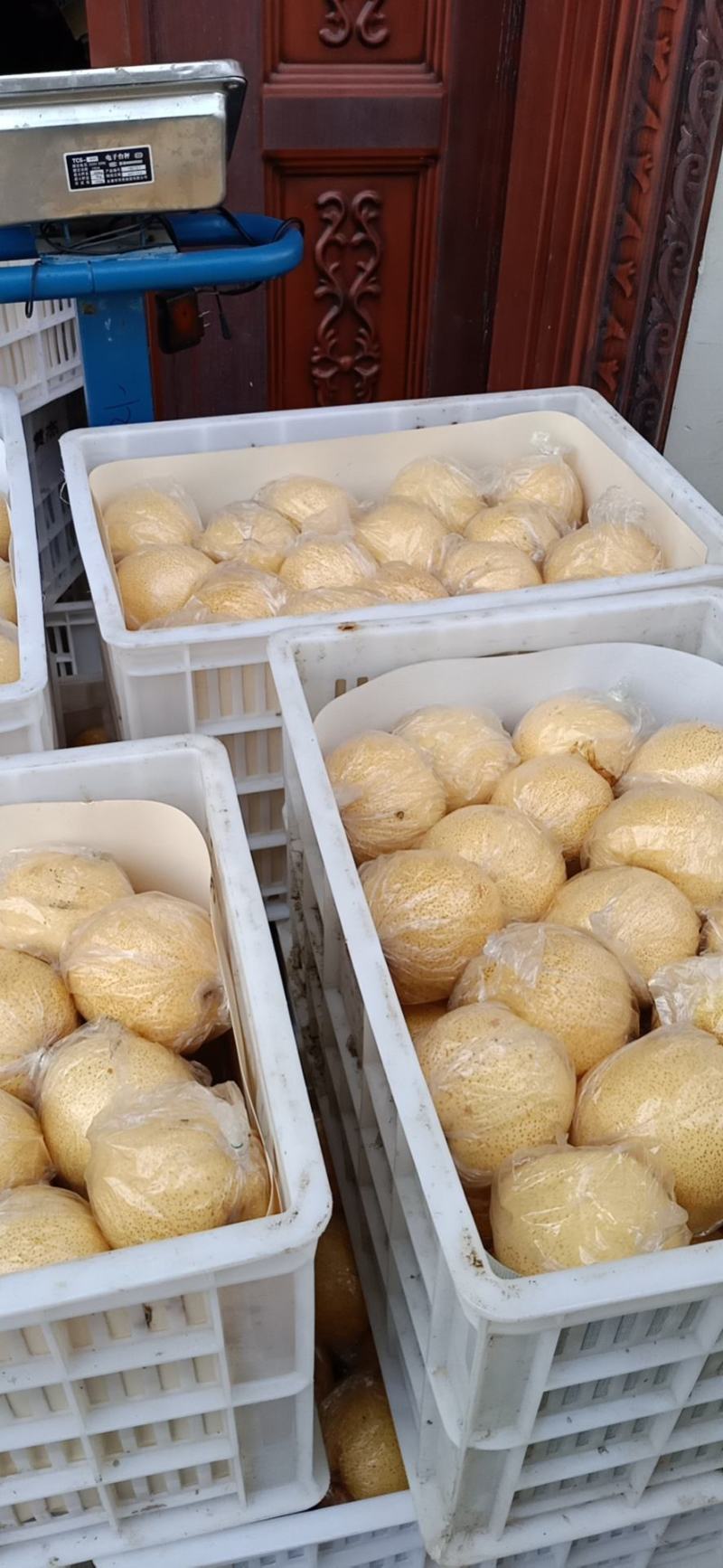 砀山梨精品，一手货源，大量现货，麻点小，有光泽，口感脆甜