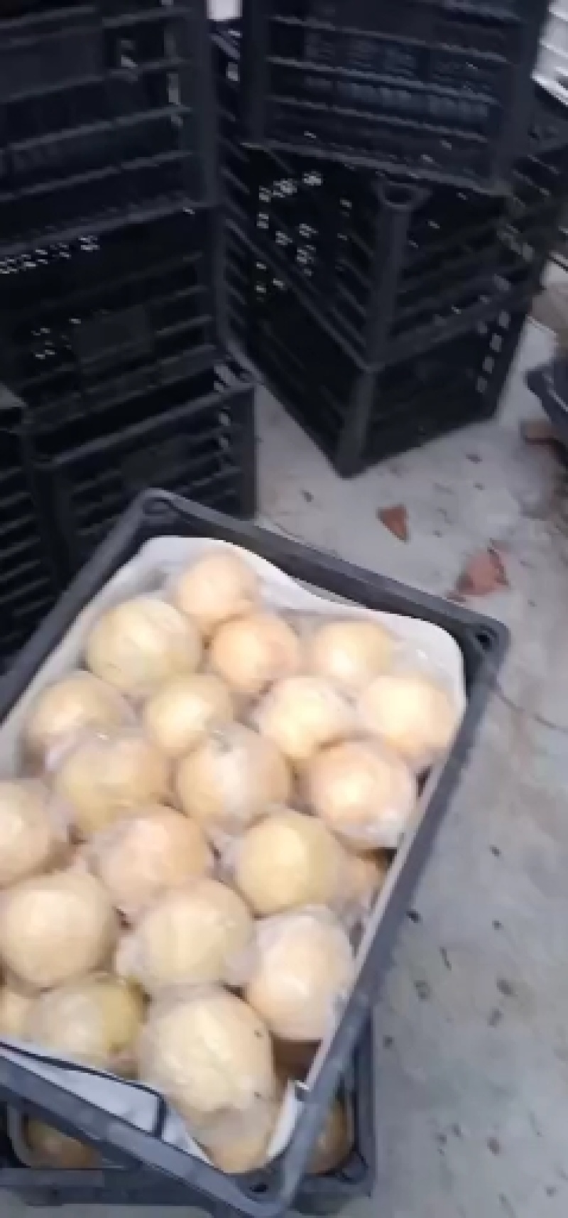 砀山梨精品，一手货源，大量现货，麻点小，有光泽，口感脆甜