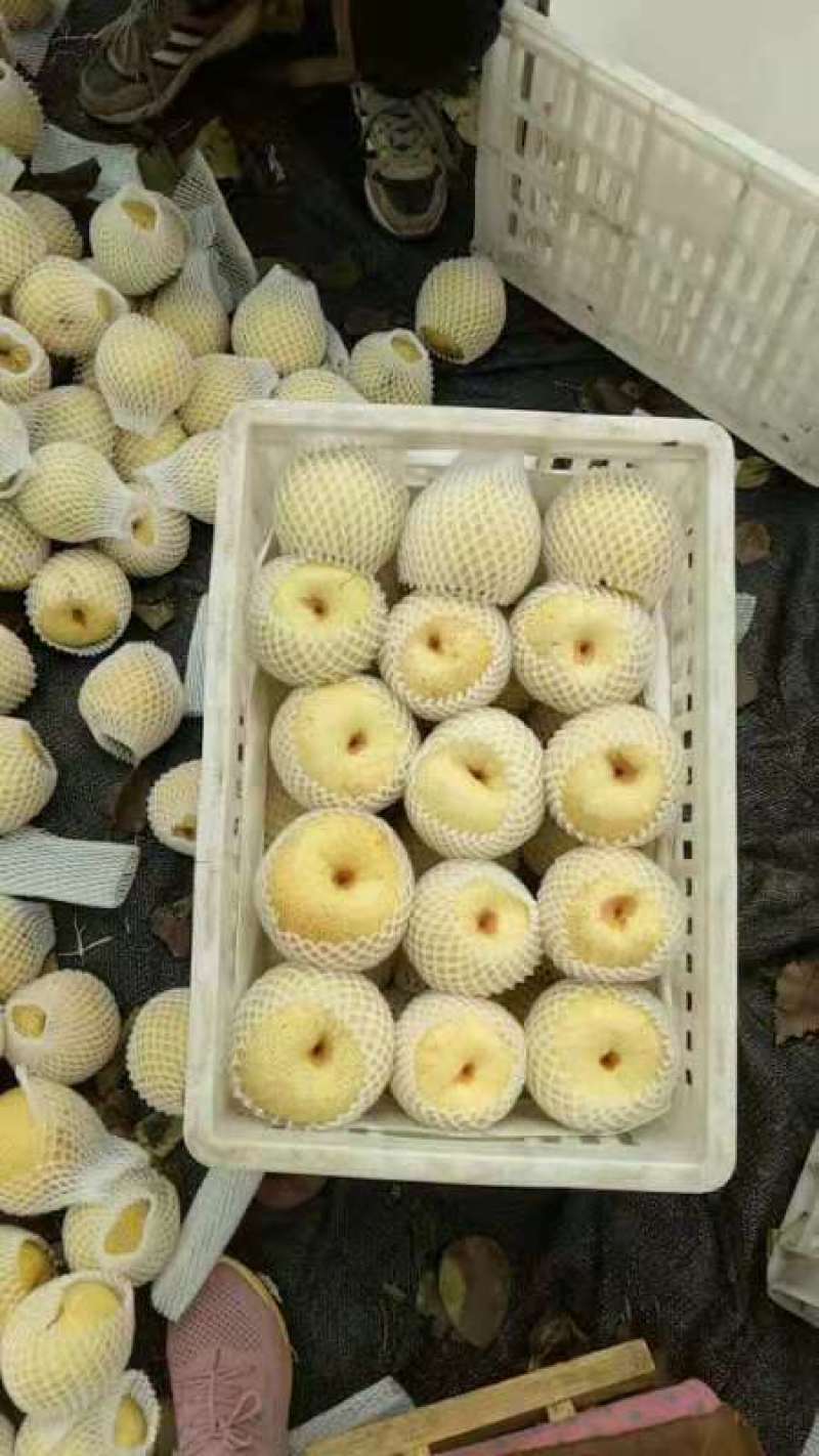 砀山梨精品，一手货源，大量现货，麻点小，有光泽，口感脆甜