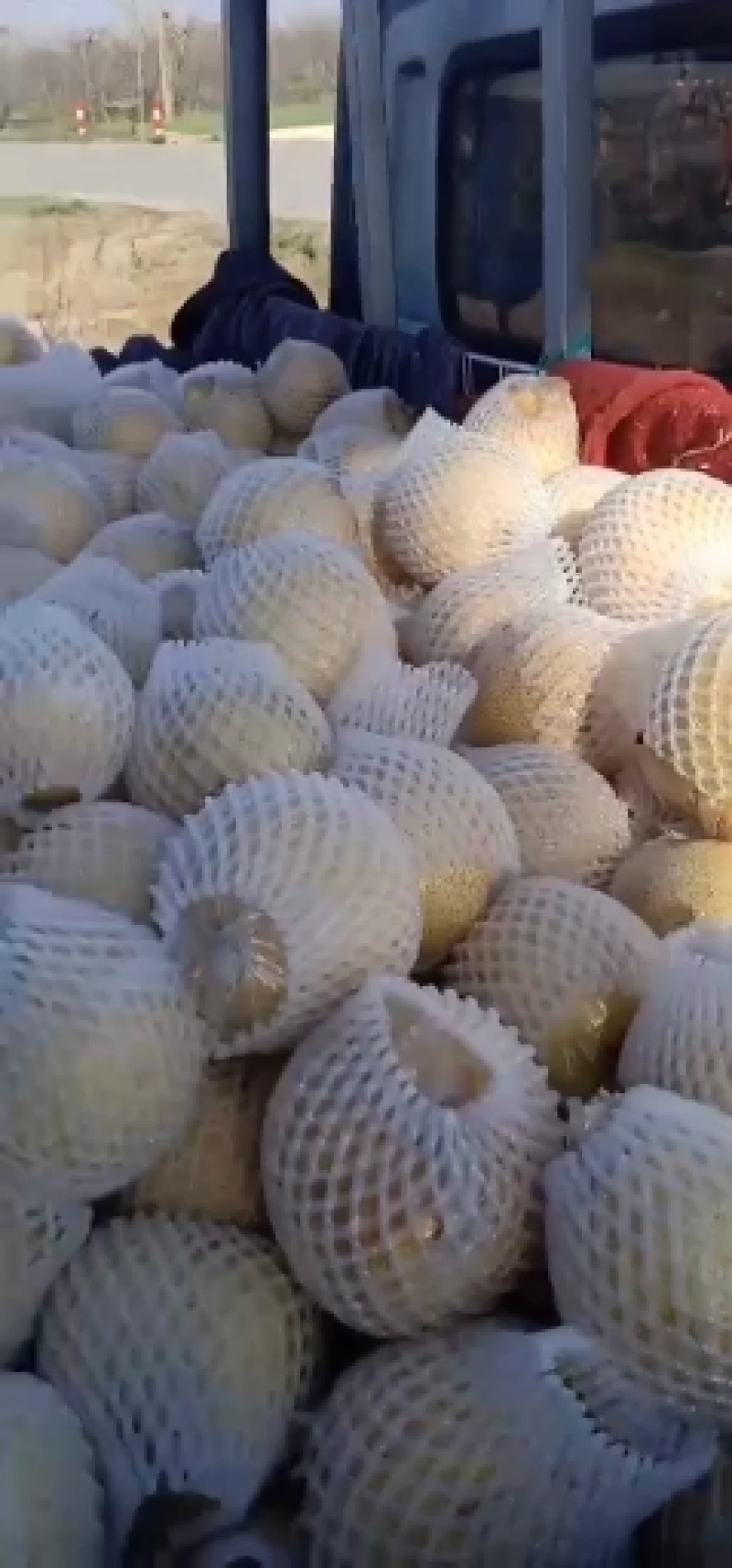 砀山梨精品，一手货源，大量现货，麻点小，有光泽，口感脆甜