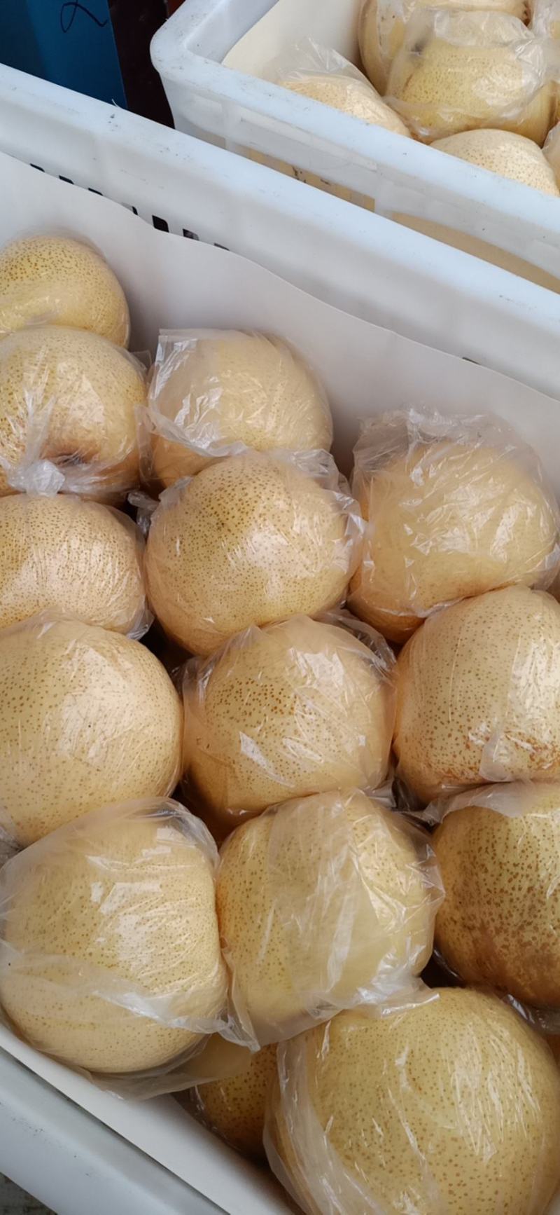 砀山梨精品，一手货源，大量现货，麻点小，有光泽，口感脆甜