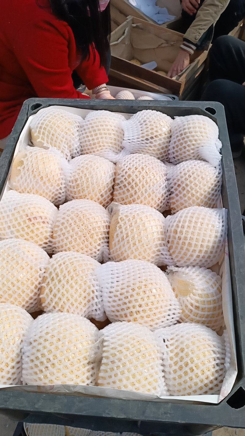 砀山梨精品，一手货源，大量现货，麻点小，有光泽，口感脆甜