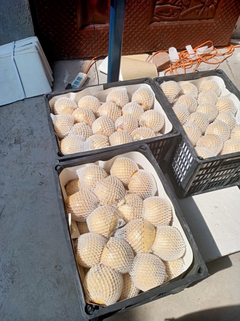 砀山梨精品，一手货源，大量现货，麻点小，有光泽，口感脆甜