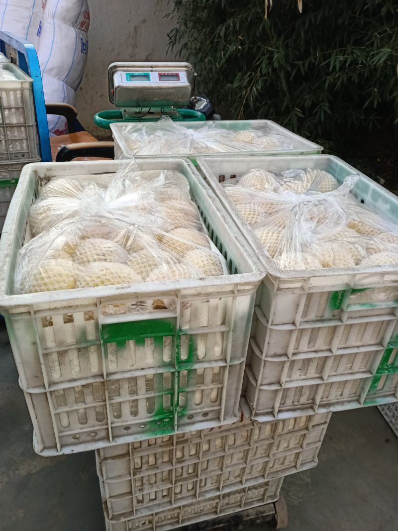 砀山梨精品，一手货源，大量现货，麻点小，有光泽，口感脆甜