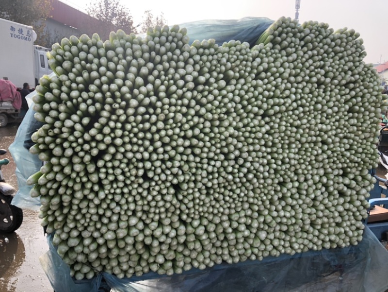【邯郸热销】精品芹菜新鲜上市全国代发需要的老板联系