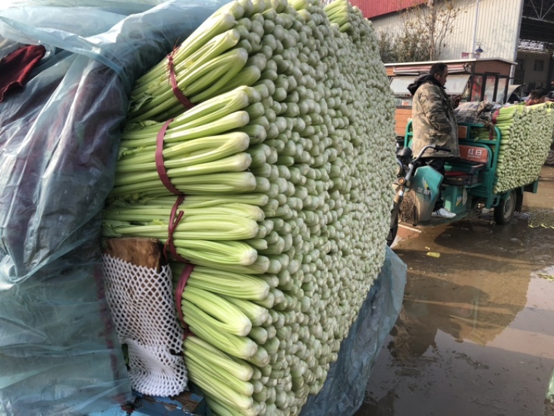 【邯郸热销】精品芹菜新鲜上市全国代发需要的老板联系