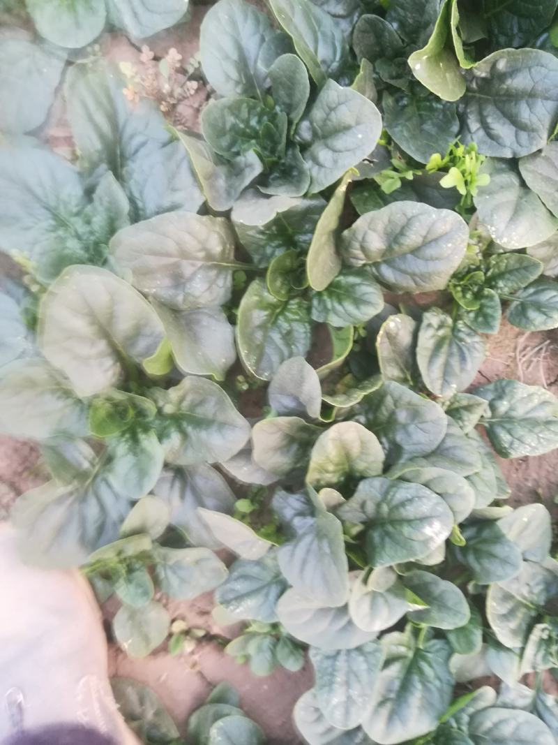 菠菜又黑又亮一千多亩有要的联系我