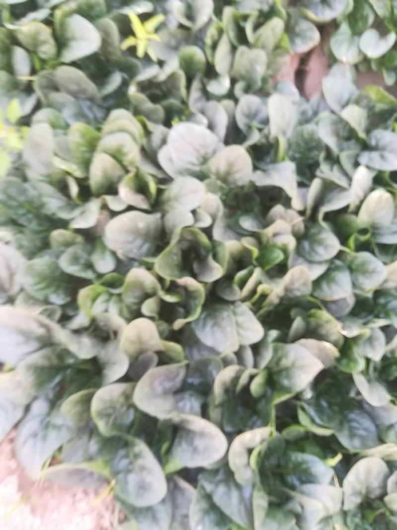 菠菜又黑又亮一千多亩有要的联系我