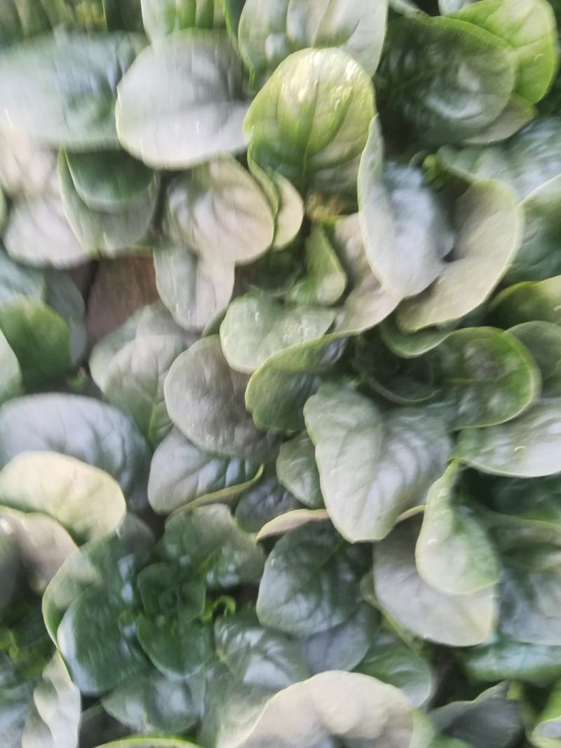 菠菜又黑又亮一千多亩有要的联系我