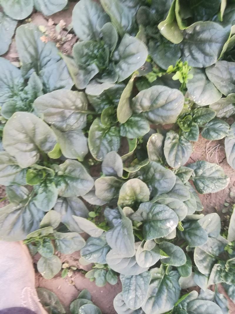 菠菜又黑又亮一千多亩有要的联系我