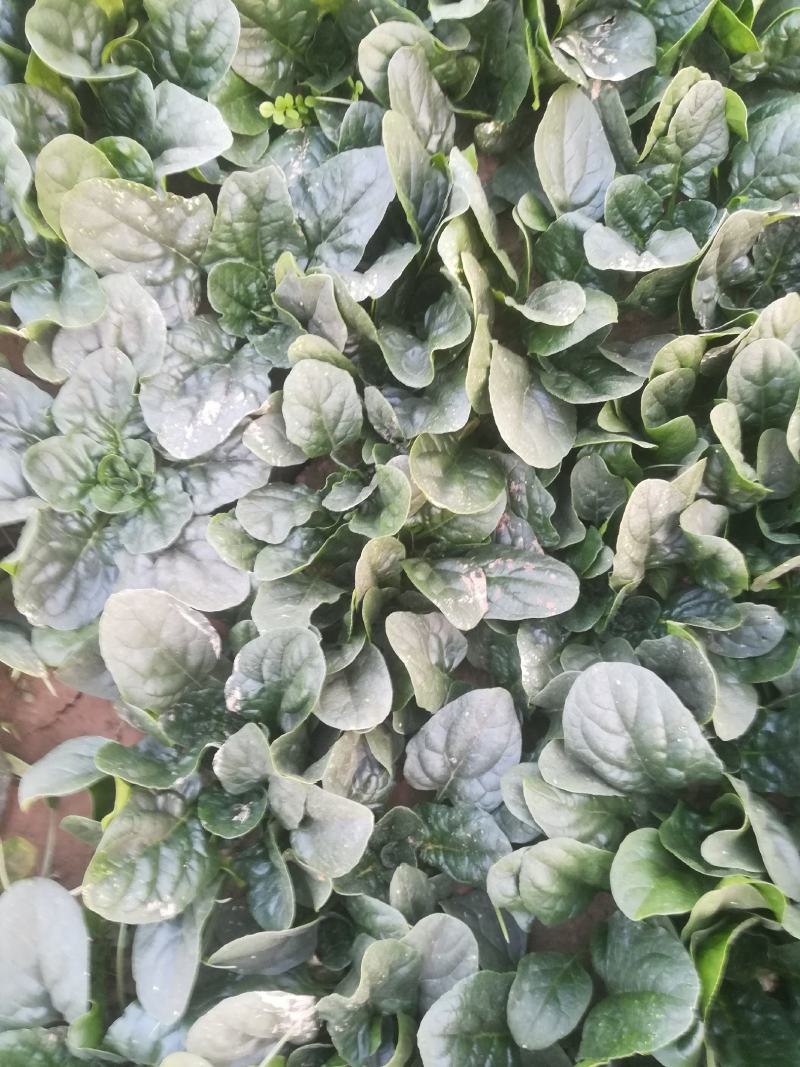 菠菜又黑又亮一千多亩有要的联系我