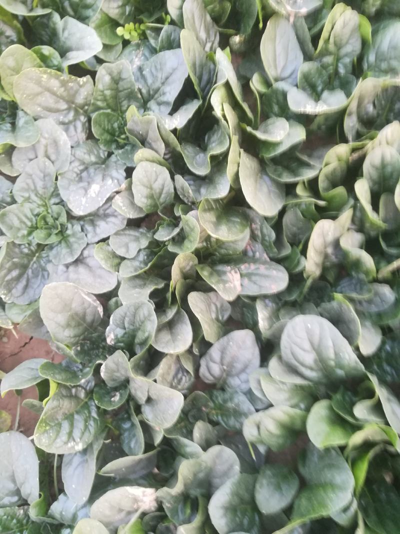 菠菜又黑又亮一千多亩有要的联系我