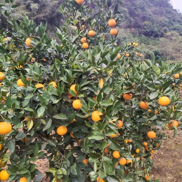 蜜香橙大量上市，纯甜无酸，口感纯正，自然成熟！