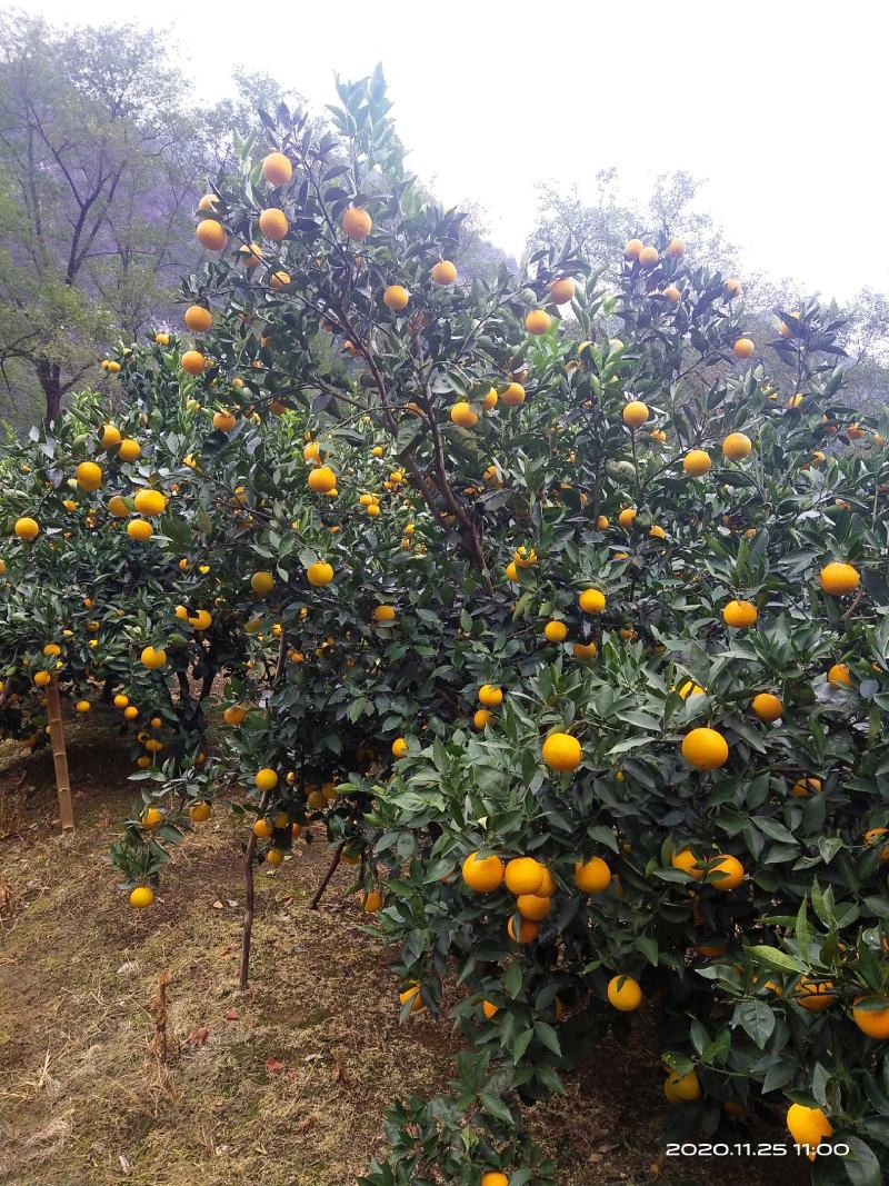 蜜香橙大量上市，纯甜无酸，口感纯正，自然成熟！