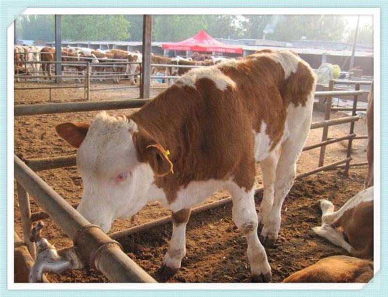 西门塔尔牛活体小牛犊肉牛犊活牛肉牛犊纯种西门塔尔小牛犊子