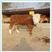 西门塔尔牛活体小牛犊肉牛犊活牛肉牛犊纯种西门塔尔小牛犊子