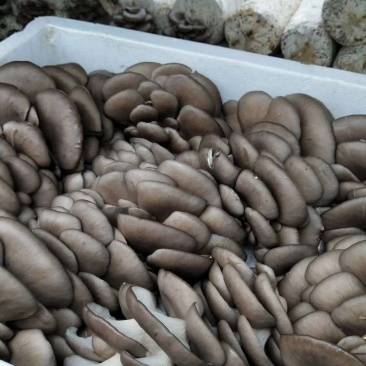 新鲜平菇/货源充足/大量上市欢迎各地老板来电咨询选购