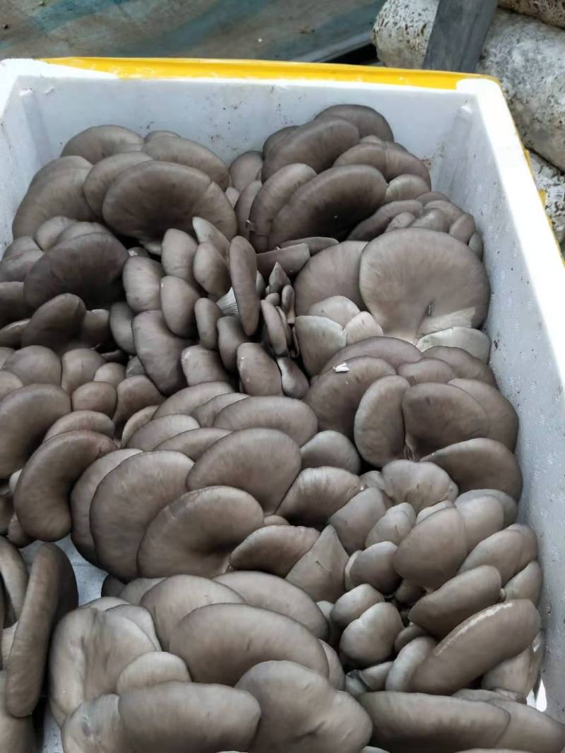 新鲜平菇/货源充足/大量上市欢迎各地老板来电咨询选购