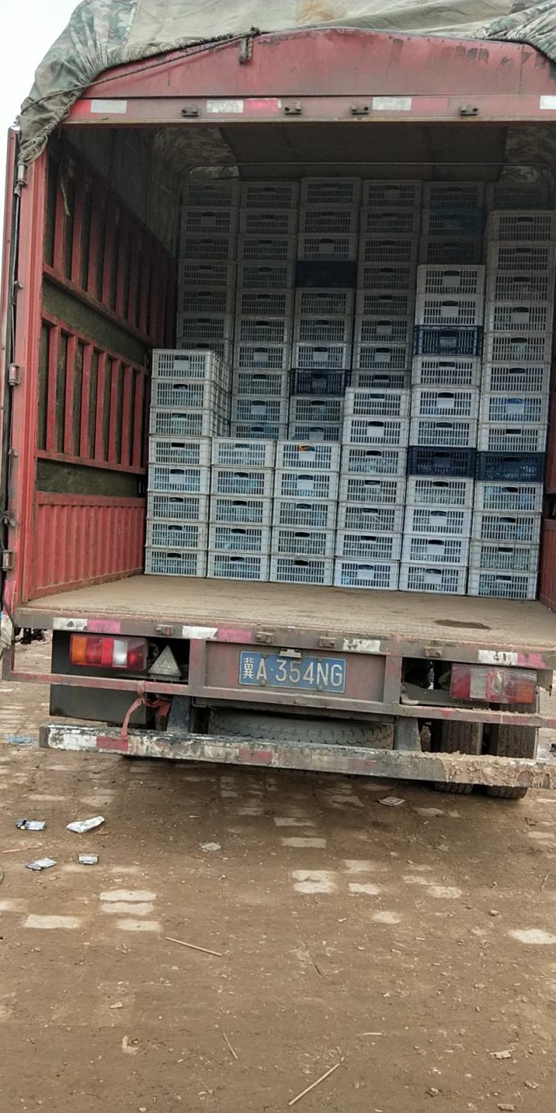 新鲜平菇/货源充足/大量上市欢迎各地老板来电咨询选购
