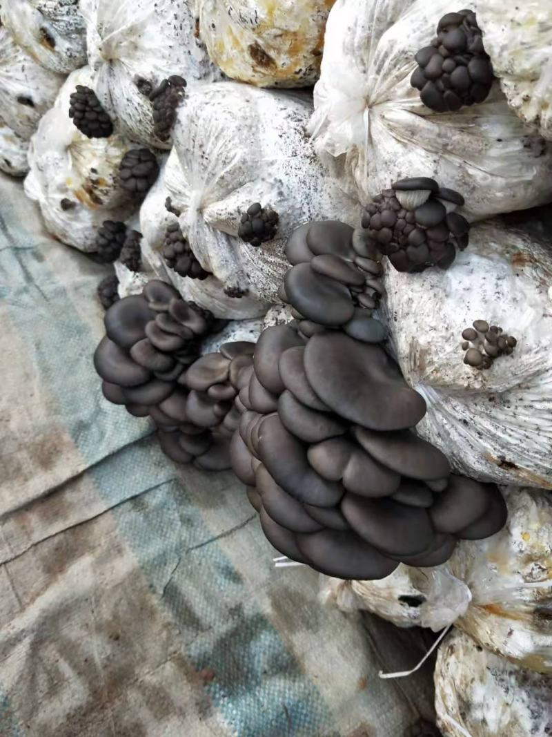 双节优惠鲜平菇大量出售中欢迎各地老板来电咨询选购质量保证