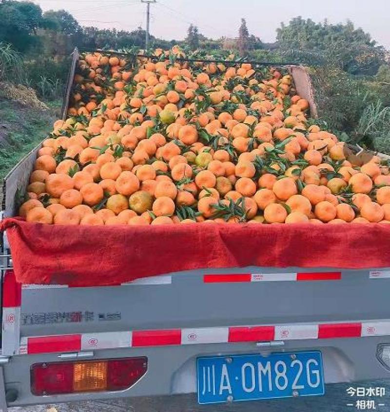 四川荣县精品椪柑，现摘现发，低价产地直供【现货秒发】