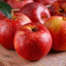 苹果树苗，鸡心果，寒富苹果，王林苹果，国光，烟富全系等