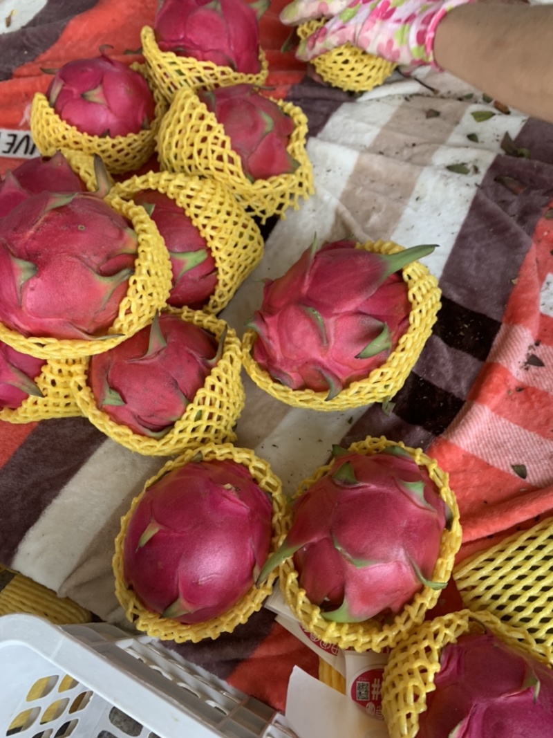 湛江金都一号，果大饱满。当天采摘，确保甜度足够